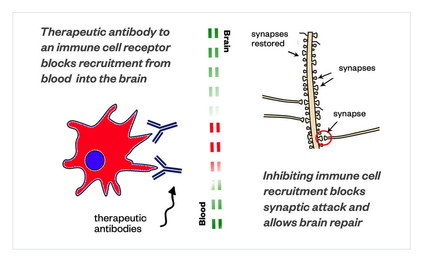 A depiction of how the treatment of a therapeutic  biologic to the aberrant innate immune cell prevents the cell from crossing the blood brain barrier, allowing the brain to repair itself.